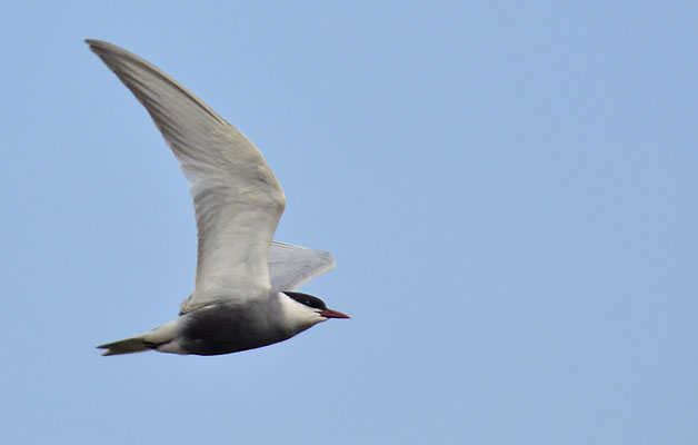 WEISSBARTSEESCHWALBE, WHISKERED TERN,  CHLIDONIAS HYBRIDA