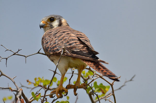 BUNTFALKE, AMERICAN KESTREL, FALCO SPARVERIUS