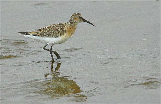 SICHELSTRANDLÄUFER, CURLEW SANDPIPER, CALIDRIS FERRUGINEA