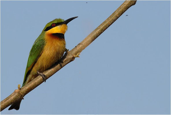 ZWERGSPINT, LITTLE BEE-EATER, MEROPS PUSILLU