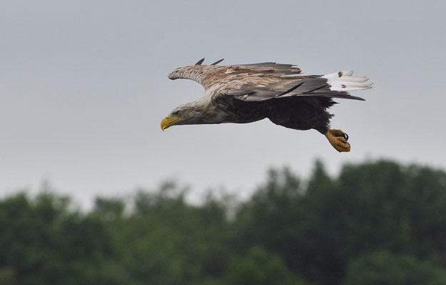 SEEADLER, WHITE-TAILED EAGLE, HALIAEETUS ALBICILLA