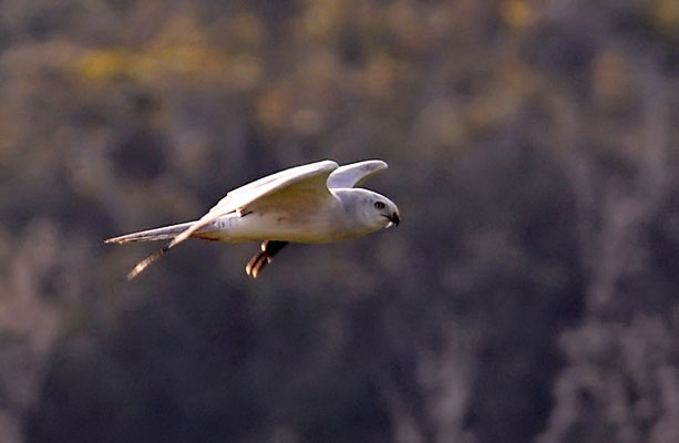 STEPPENWEIHE, PALLID HARRIER, CIRCUS MACROURUS