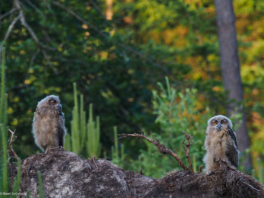 UHU, EAGLE OWL, BUBO BUBO