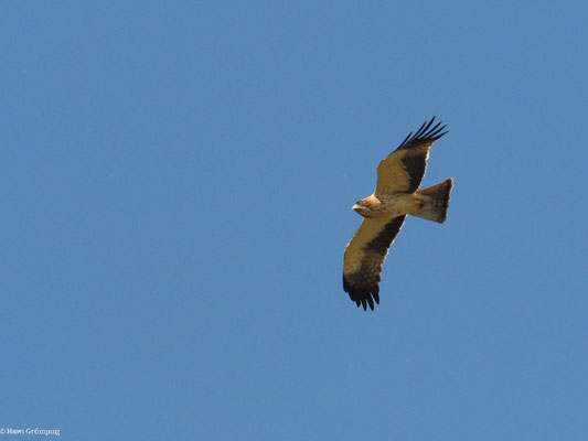 ZWERGADLER, BOOTED EAGLE, AQUILA PENNATA