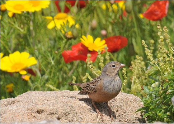 GRAUORTOLAN, CRETZSCHMAR´S BUNTING, EMBERIZA CAESIA