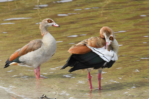 Diese Nilgänse hielten sich im Botanischen Garten Kirstenbosch, Kapstadt auf.