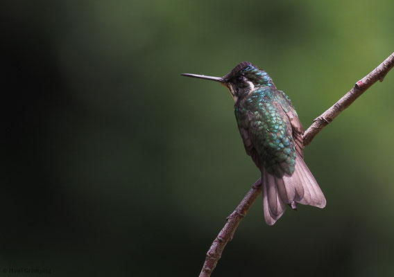 WEISSKEHLNYMPHE,  WHITE-THROATED MOUNTAIN-GEM, LAMPORNIS CASTANEOVENTRIS