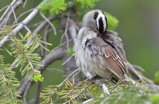 DACHSAMMER, WHITE-CROWNED SPARROW, ZONOTRICHIA LEUCOPHRYS