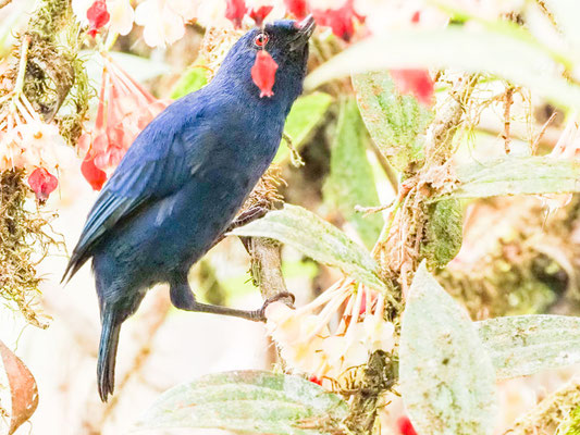 Indigo-Hakenschnabel, Indigo Flowerpiercer - Diglossa indiglotica 