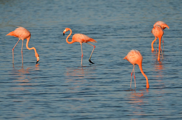 ROTER FLAMINGO (KUBAFLAMINGO), AMERICAN FLAMINGO, PHOENICOPTERUS RUBER