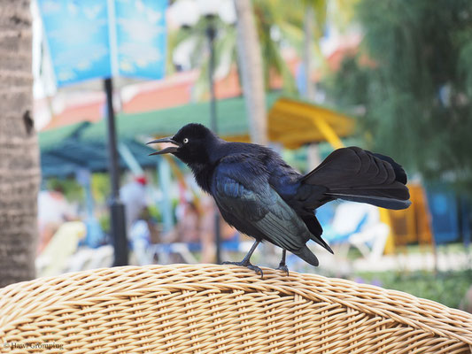 ANTILLENGRACKEL, GREATER ANTILLEAN GRACKLE, QUISCALUS NIGER
