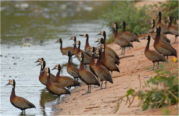 WITWENPFEIFENTE, WHITE-FACED WHISTLING DUCK, DENDROCYGNA VIDUATA