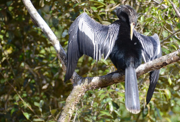 AMERIKANISCHER SCHLANGENHALSVOGEL, ANHINGA, ANHINGA ANHINGA