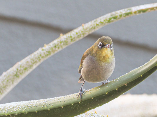 KAPBRILLENVOGEL, CAPE WHITE-EYE, ZOSTEROPS CAPENSIS