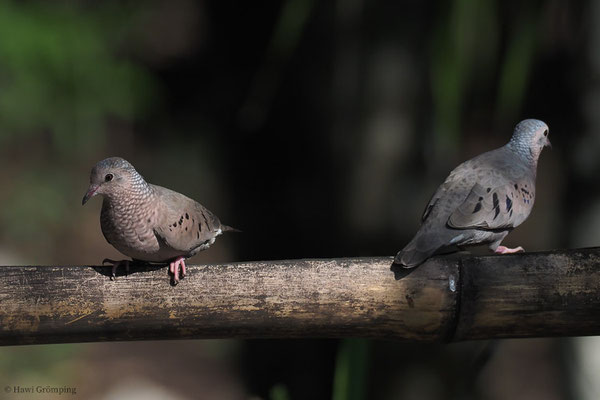 SPERLINGSTÄUBCHEN, COMMON GROUND-DOVE, COLUMBINA PASSERINA