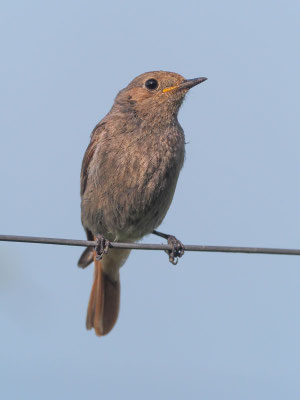 Hausrotschwanz, black redstart, phoenicurus ochruros