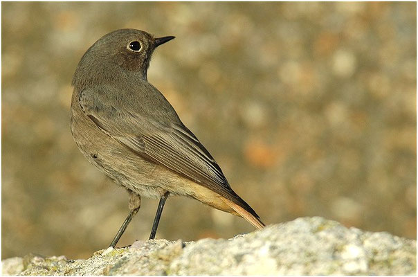 HAUSROTSCHWANZ, BLACK REDSTART, PHOENICURUS OCHRUROS