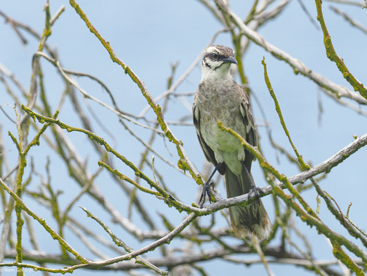 LANGSCHWANZ-SPOTTDROSSEL, LONG-TAILED MOCKINGBIRD - MIMUS LONGICAUDATUS