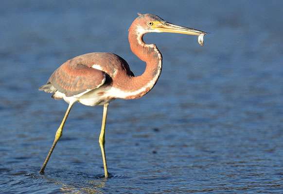 DREIFARBENREIHER, TRICOLORED HERON, EGRETTA TRICOLOR