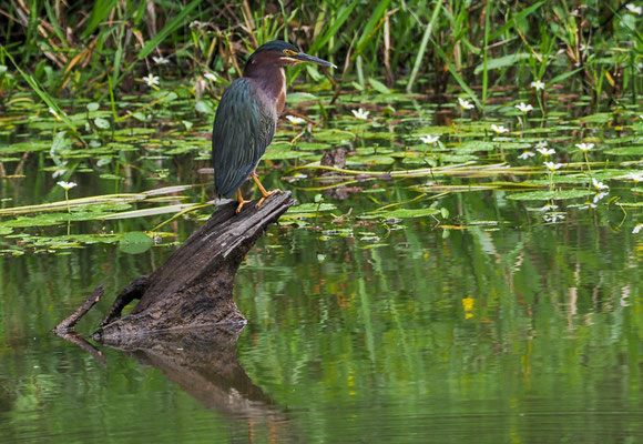 GRÜNREIHER, GREEN HERON, BUTORIDES VIRESCENS