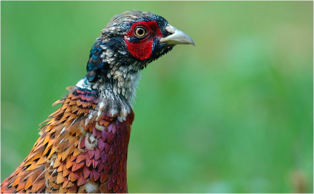 FASAN, COMMON PHEASANT, PHASIANUS COLCHICUS