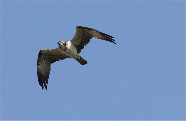 FISCHADLER, OSPREY, PANDION HALIAETUS
