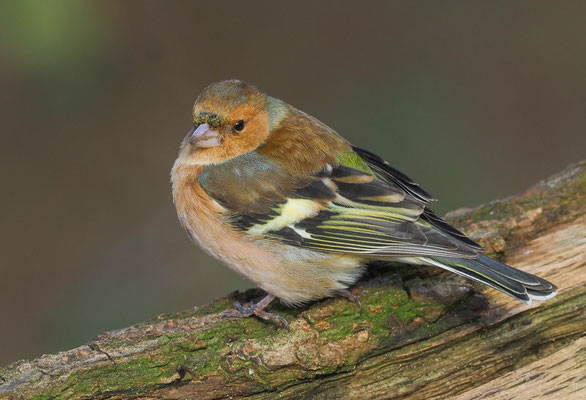BUCHFINK, CHAFFINCH, FRINGILLA COELEBS