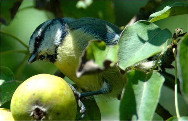 BLAUMEISE, BLUE TIT, CYANISTES CAERULEUS