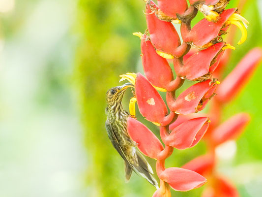 Adlerschnabel, White- tipped Sicklebill - Eutoxeres aquila