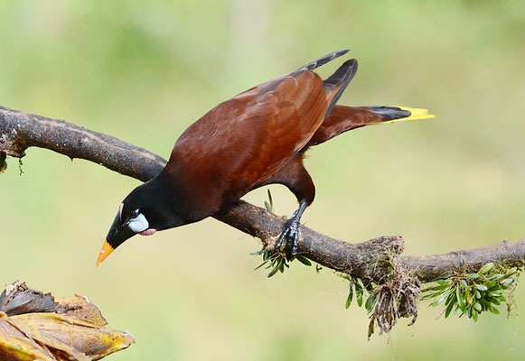 MONTEZUMA-STIRNVOGEL, MONTEZUMA OROPENDOLA, PSAROCOLIUS MONTEZUMA