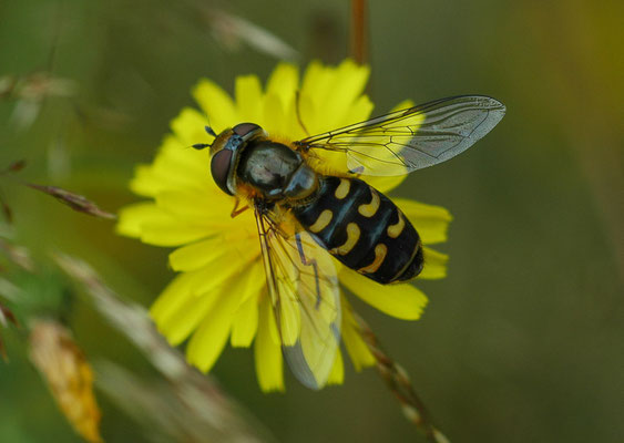 POSTHORN-WALDSCHWEBFLIEGE, DASYSYRPHUS FRIULIENSIS