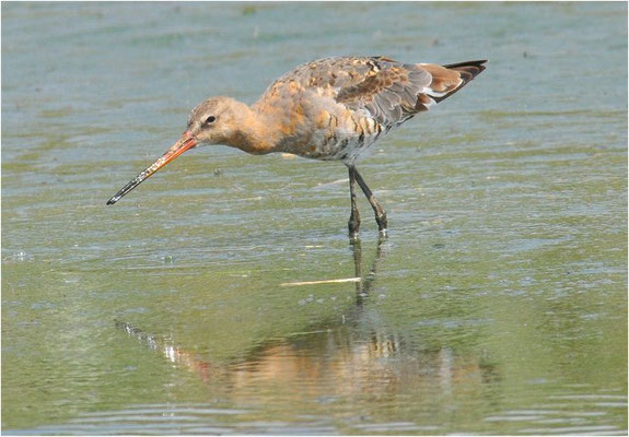 UFERSCHNEPFE, BLACK-TAILED GODWIT, LIMOSA LIMOSA
