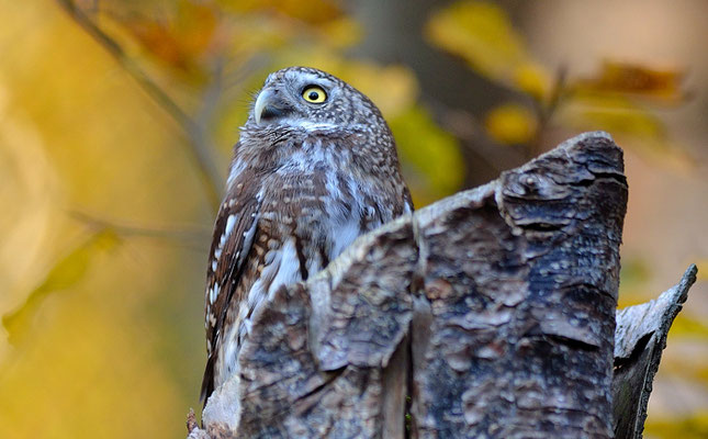 SPERLINGSKAUZ, PYGMY OWL, GLAUCIDIUM PASSERINUM