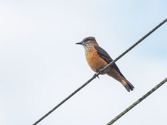 STREIFENKEHL-BUSCHTYRANN, STREAK-THROATED BUSH-TYRANT - MYIOTHERETES STRIATICOLLIS