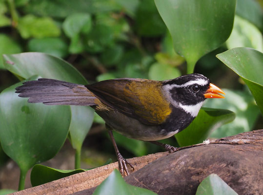 GOLDSCHNABEL-RUDERAMMER, ORANGE-BILLED SPARROW, ARREMON AURANTIIROSTRIS