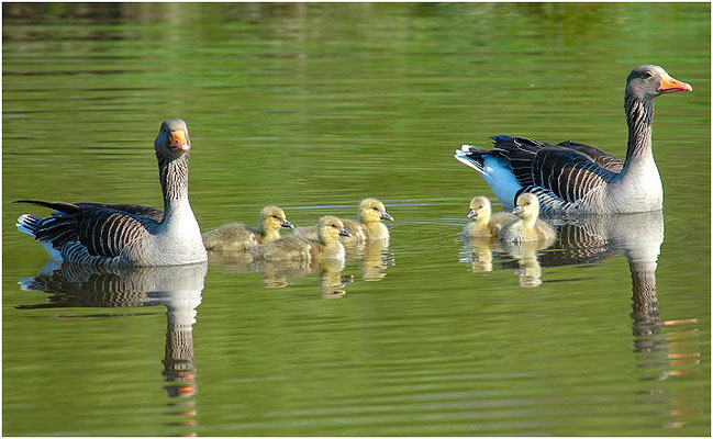 GRAUGANS, GREYLAG GOOSE, ANSER ANSER