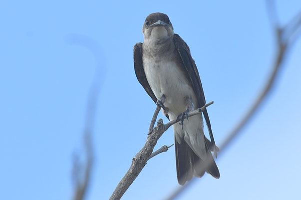 Braunbrustschwalbe, Brown-chested Martin, Progne tapera