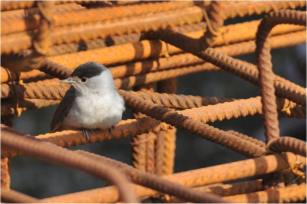MÖNCHSGRASMÜCKE, BLACKCAP, SYLVIA ATRICAPILLA