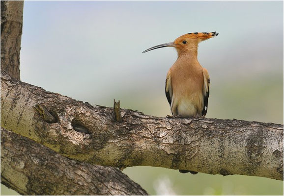 WIEDEHOPF, HOOPOE, UPUPA EPOPS