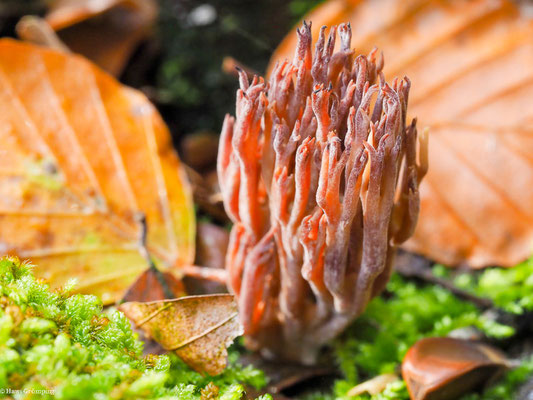 Steife Koralle - Ramaria stricta