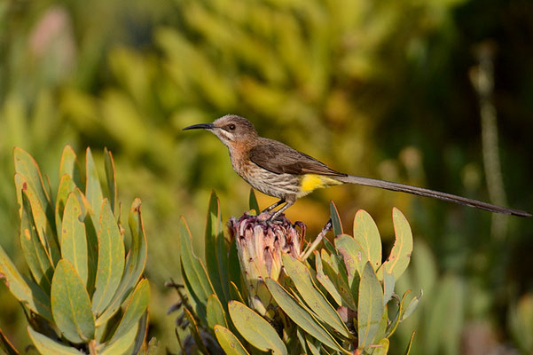 KAPHONIGFRESSER, CAPE SUGARBIRD, PROMEROPS CAFER