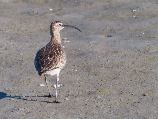 Regenbrachvögel brüten in Taigamooren und sind auf dem Zug im Ameland häufig zu finden.