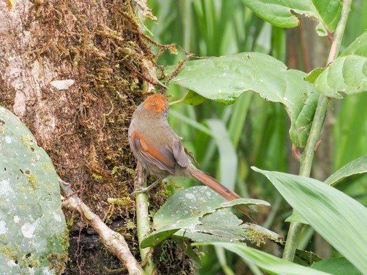 Azaraschlüpfer, Azara´s Spinetail - Synallaxis azarae