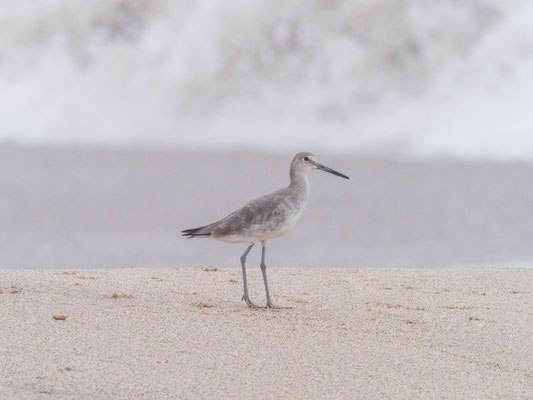 Schlammtreter, Willet - Tringa semipalmata
