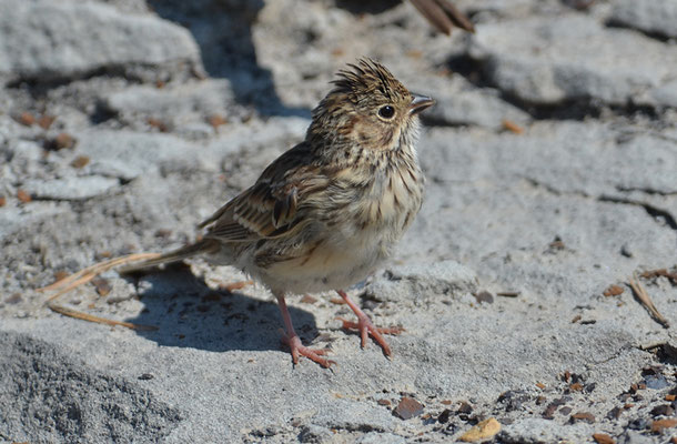 Abendammer, Vesper sparrow, pooecetes gramineus