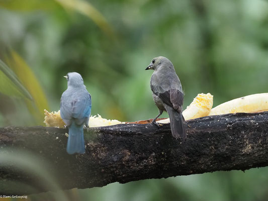 PALMTANGARE, PALM TANAGER - THRAUPIS PALMARUM