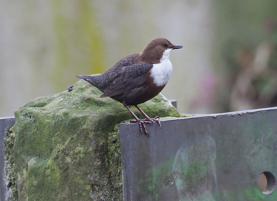 WASSERAMSEL, DIPPER, CINCLUS CINCLUS