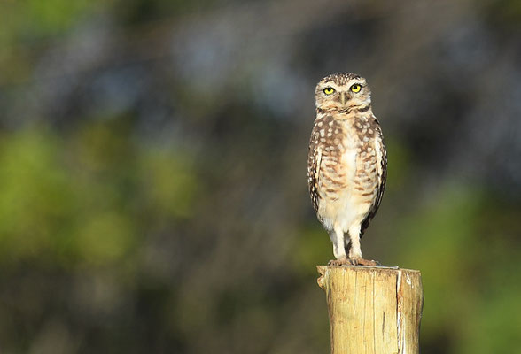 KANINCHENKAUZ, BURROWING OWL, ATHENE CUNICULARIA