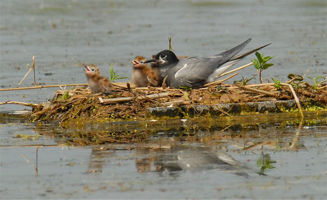 TRAUERSEESCHWALBE, BLACK TERN, CHLIDONIAS NIGER