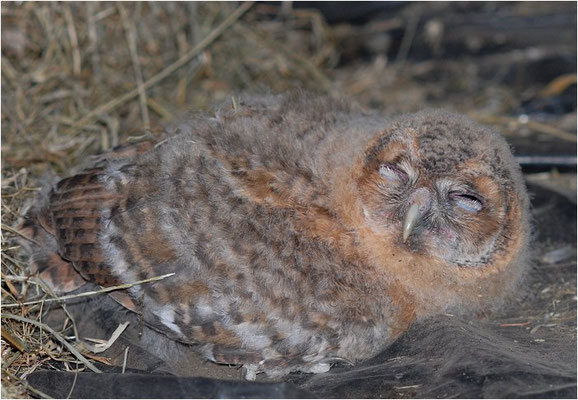 WALDKAUZ, TAWNY OWL, STRIX ALUCO